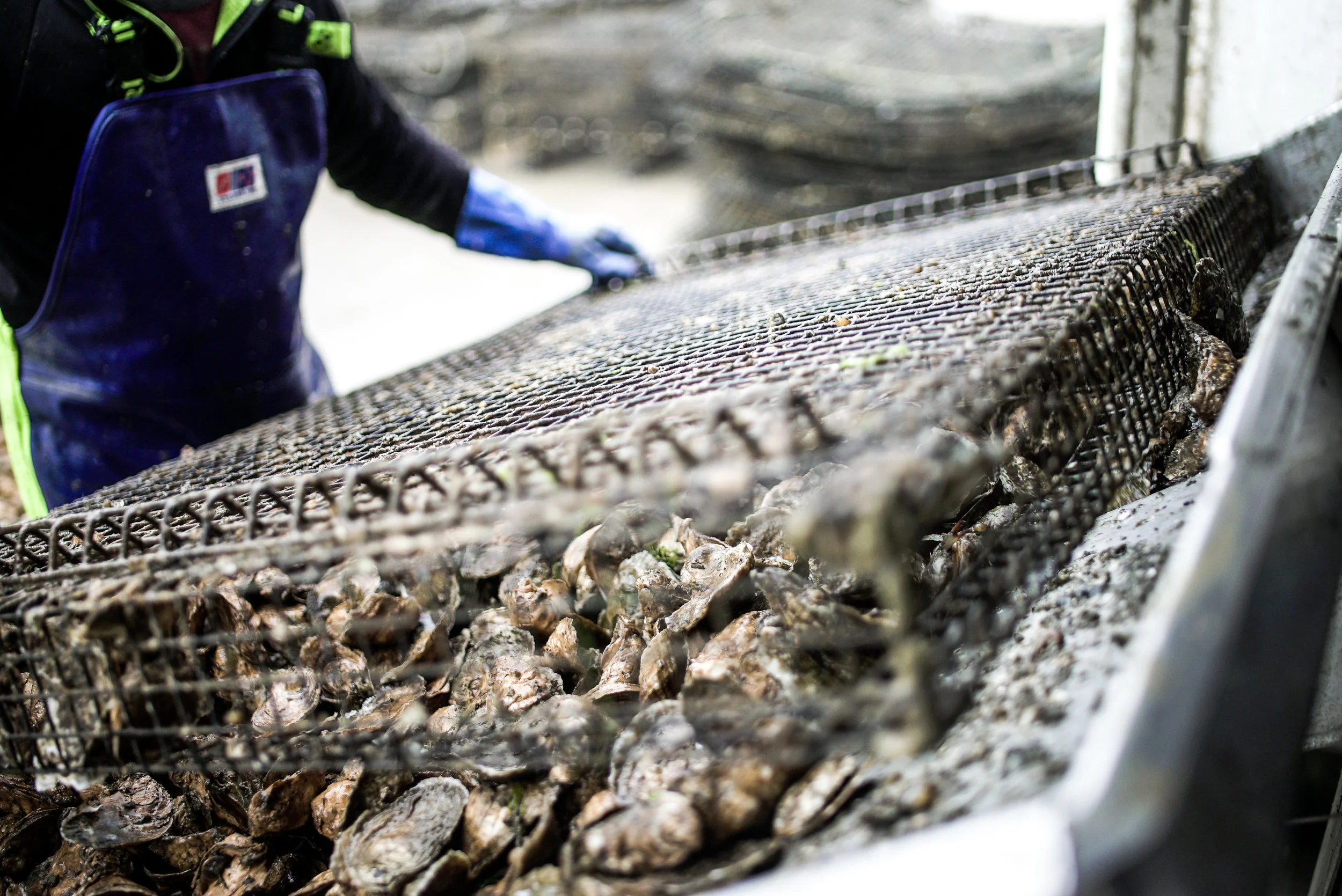 Little Wicomico Oyster Co., Heathesville, VA, 2018 / Collaboration with Neon Tangerine