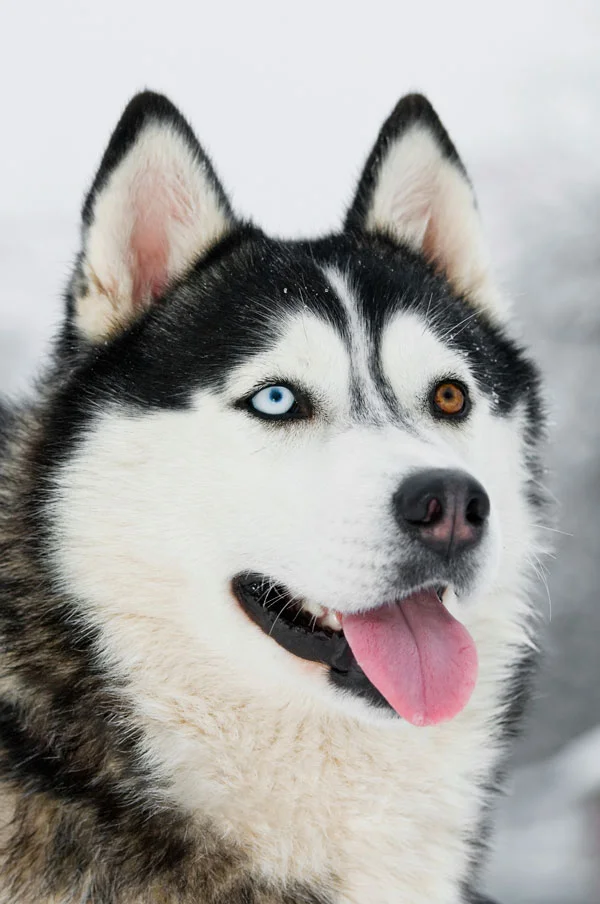 siberian husky two colored eyes
