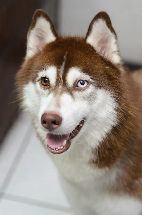 siberian husky evolution