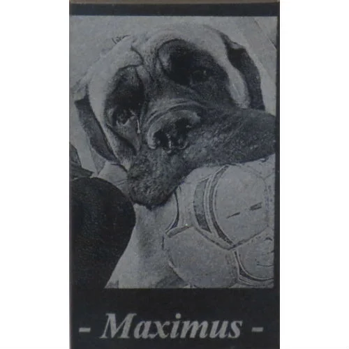Best Friend Max