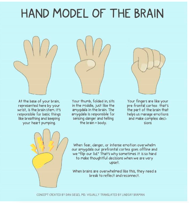 Daniel Siegel's hand model of the brain
