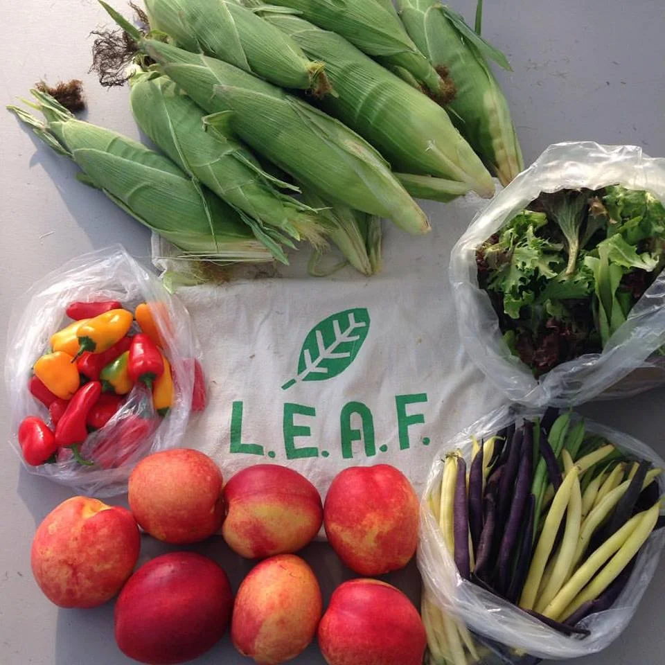 Youth CSA Experience 