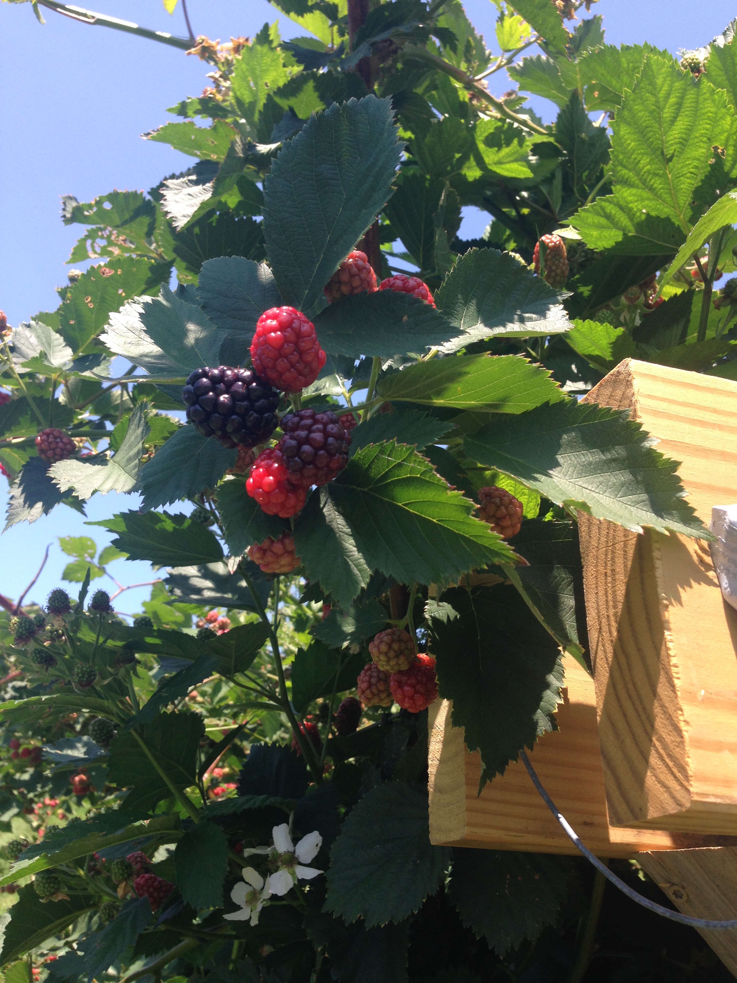 Three Springs Fruit Farm