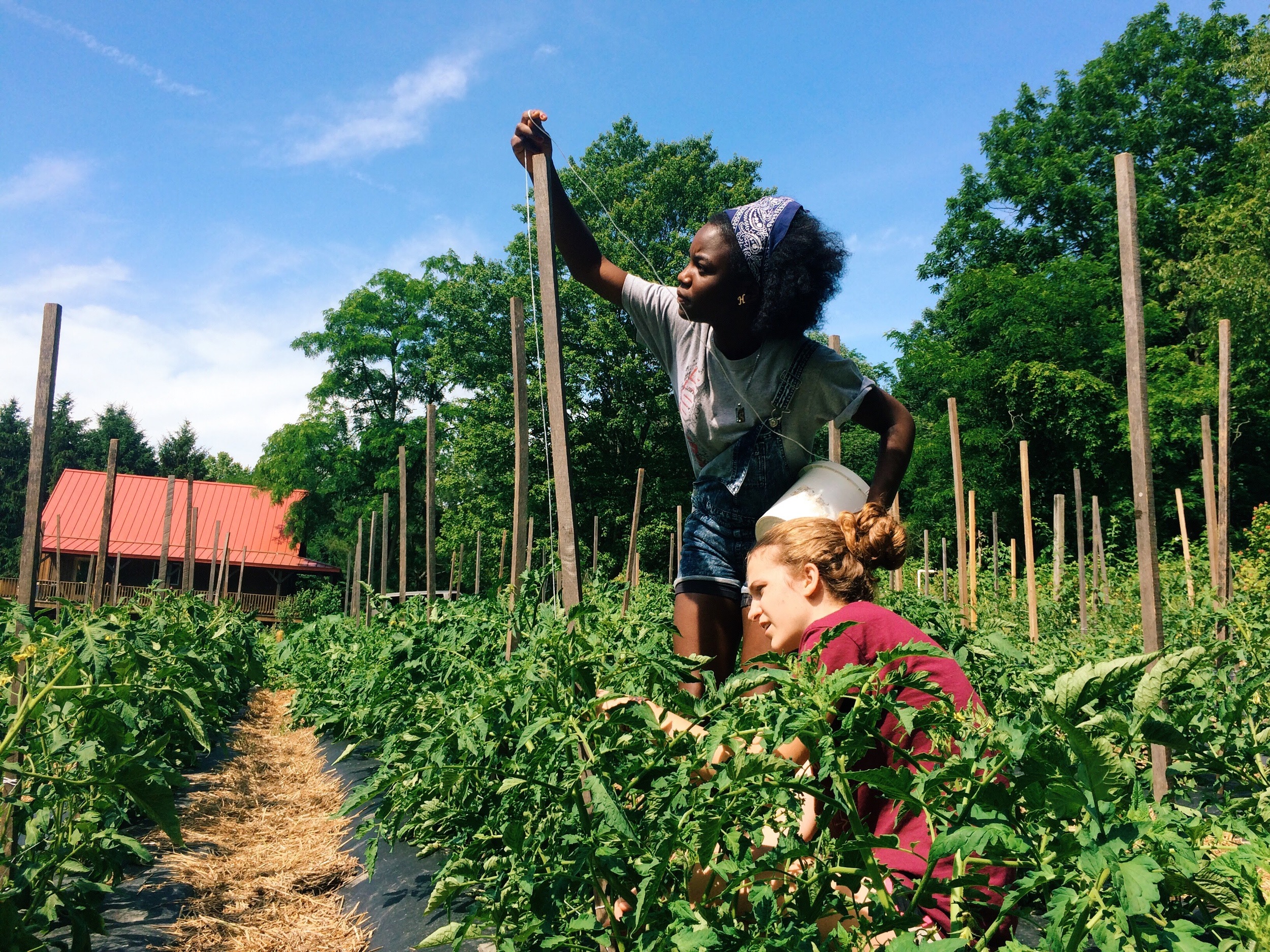 Tomato Trellising 