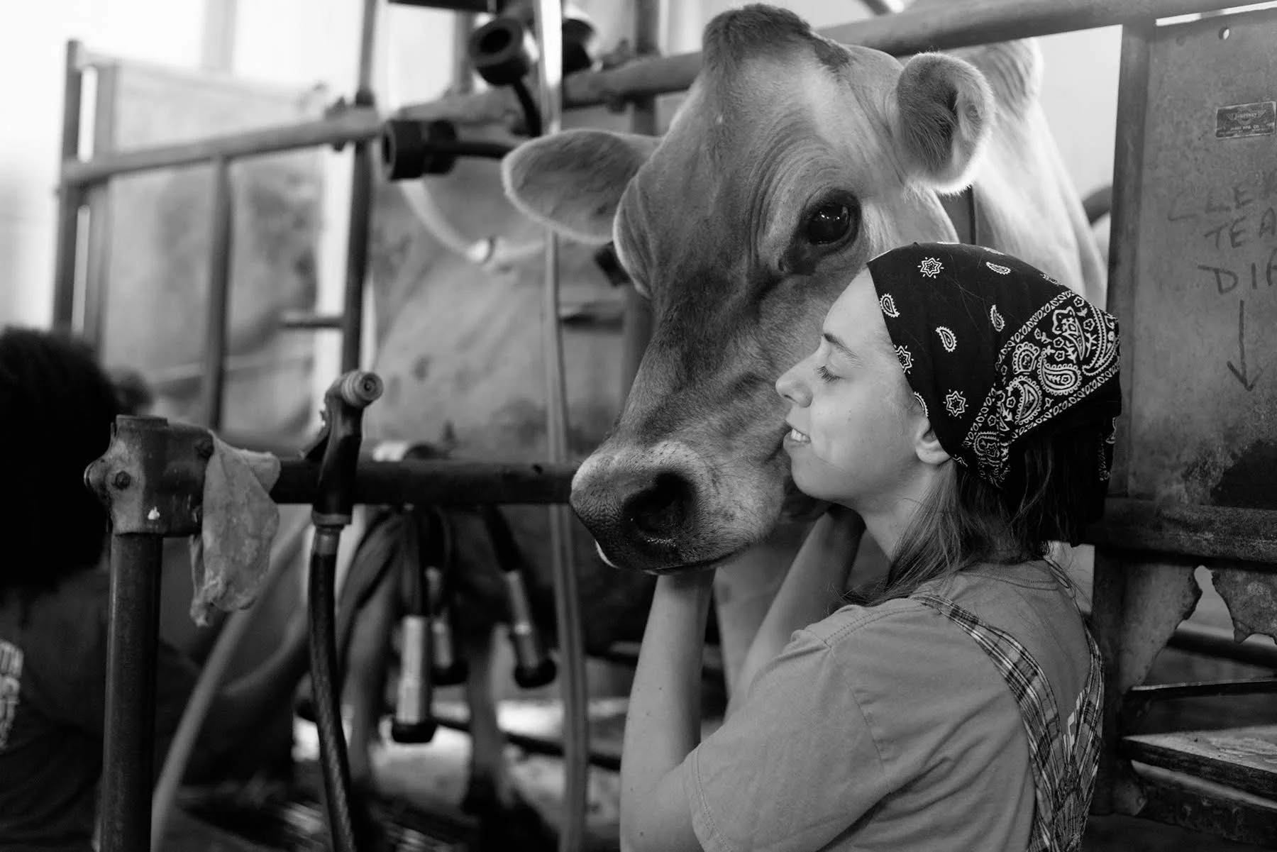 Bovine Love