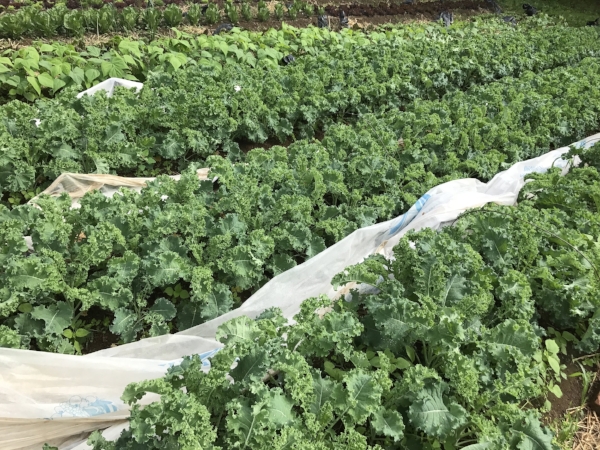 Kale!