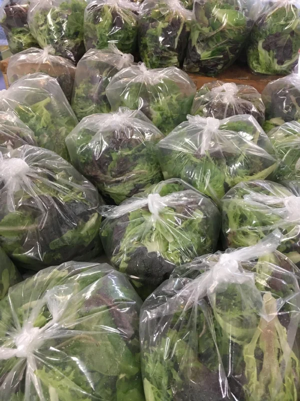 Lettuce harvest!