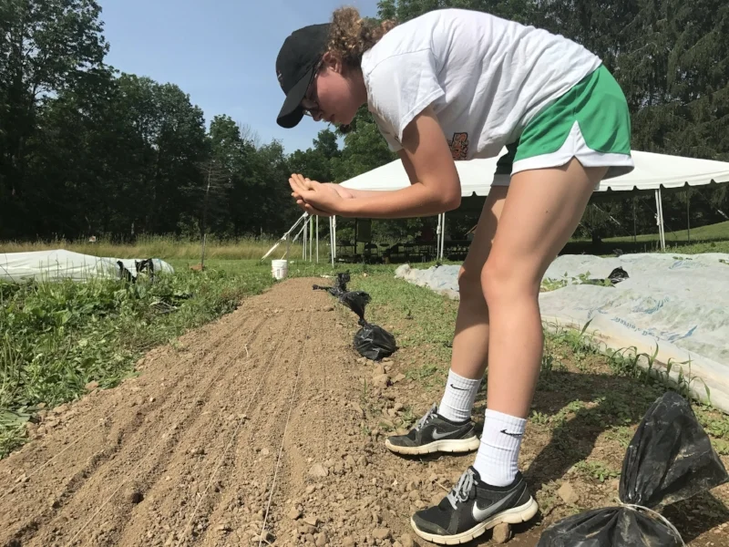 Direct seeding cilantro.