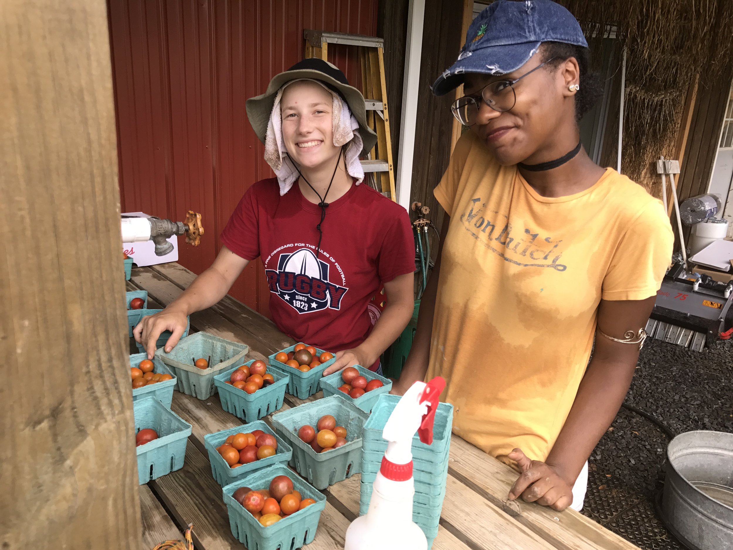 Tomato harvest