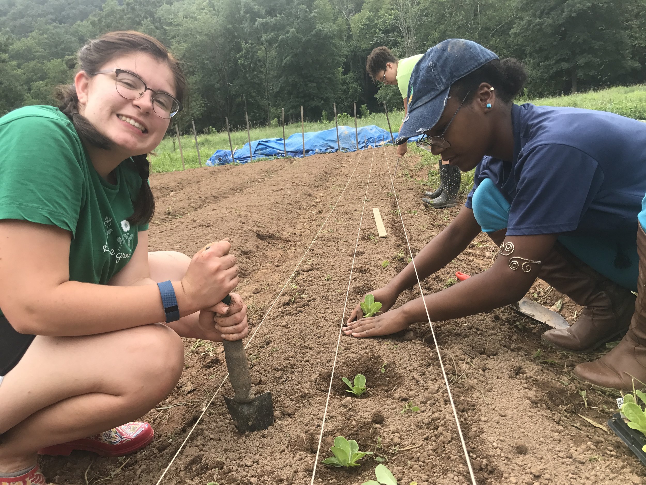 Planting lettuce