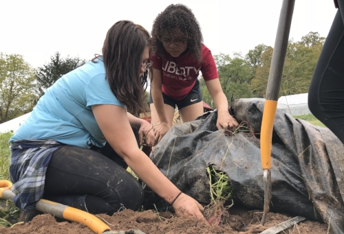 Sweet potato harvest