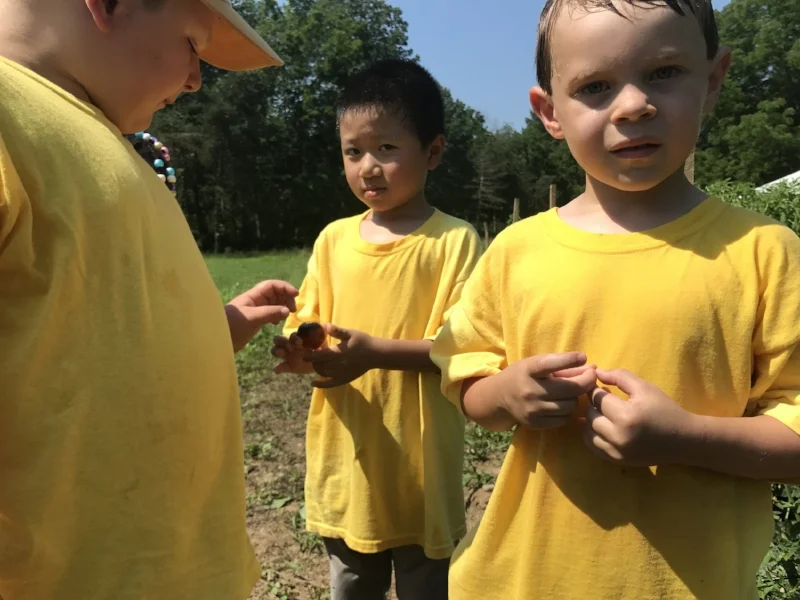 Preschoolers curiously inspect an orange and purple tomato on a farm tour.