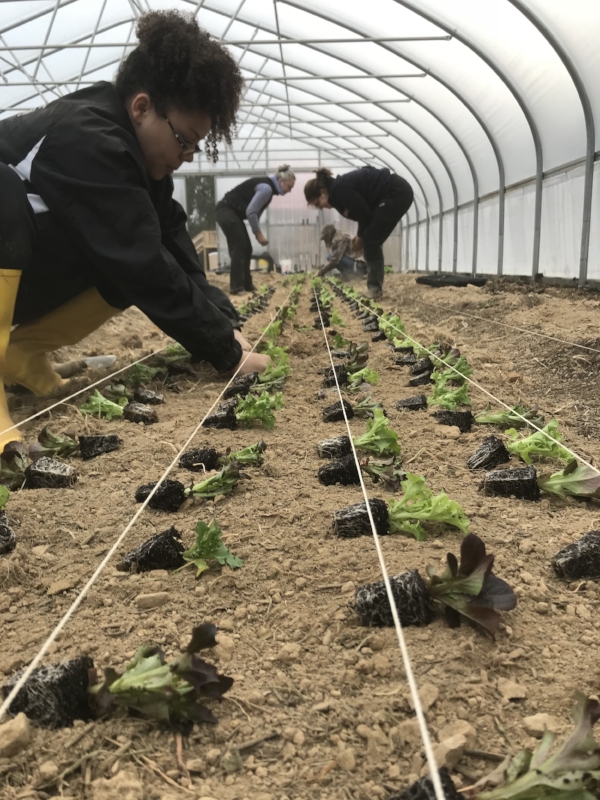 Many hands plant lettuce mix in the greenhouse!