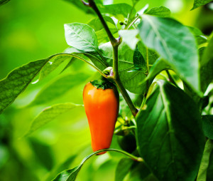 LEAF_OrangePepper-300x254.jpg