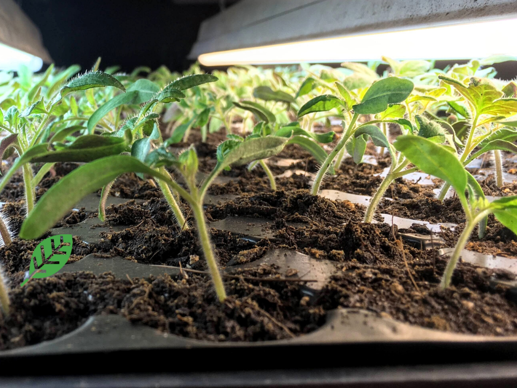 LEAF Farm Share Raffle 