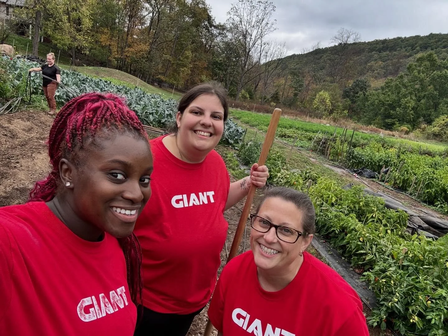 Saying goodbye is never easy&hellip; especially when it&rsquo;s to our beloved tomatoes and peppers! 🍅🌶️💚 Thanks to @giant volunteers for helping us with some wrap up of the season by tearing out our field tomatoes and seeding our cover crops. Our