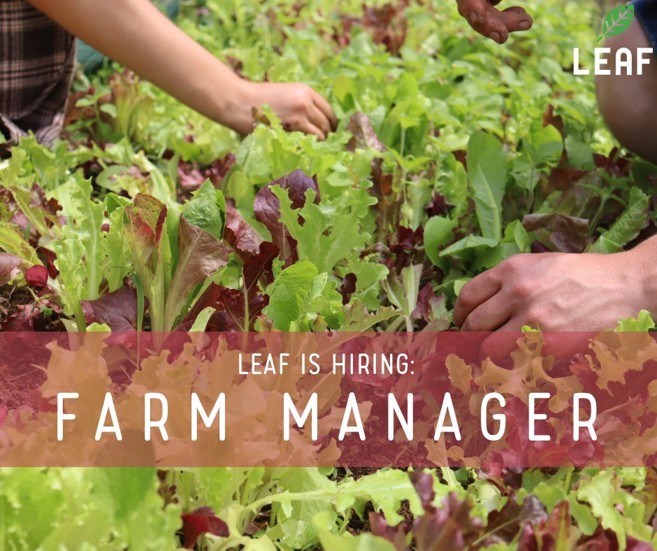 📢 LEAF is hiring a Farm Manager 📢

If you love diversified farming, enjoy managing a team (including awesome teens!), and want to grow within a mission-driven organization, then this role is for you.  Check out the full position description + apply