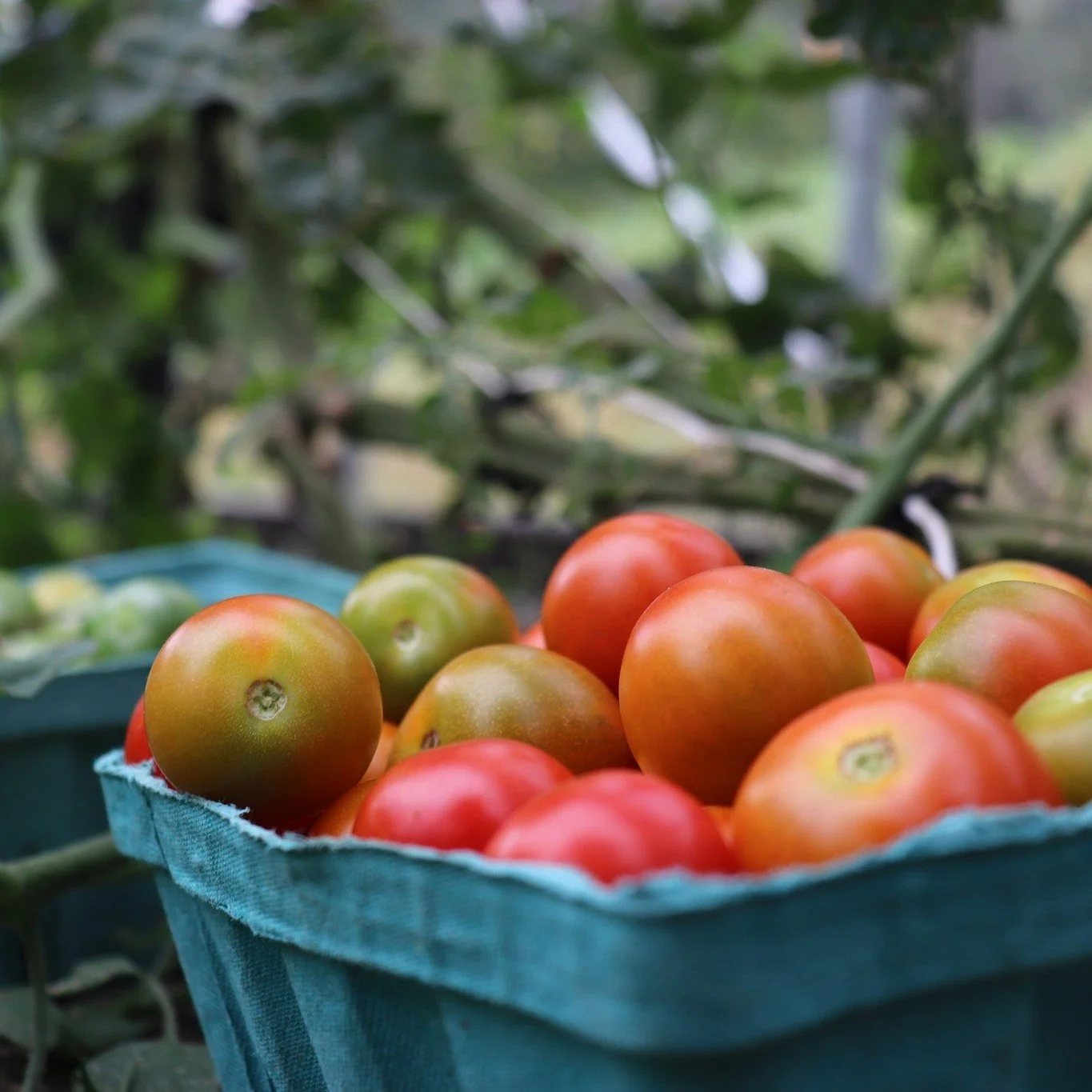 Can you already taste the tomatoes?  Summer is right around the corner, and our Farm Shares are the perfect way to enjoy the best flavors of the season! 

🍅 Multiple share sizes (Small, Regular, Free Choice, and Soup)
🍅 Convenient pickup locations 