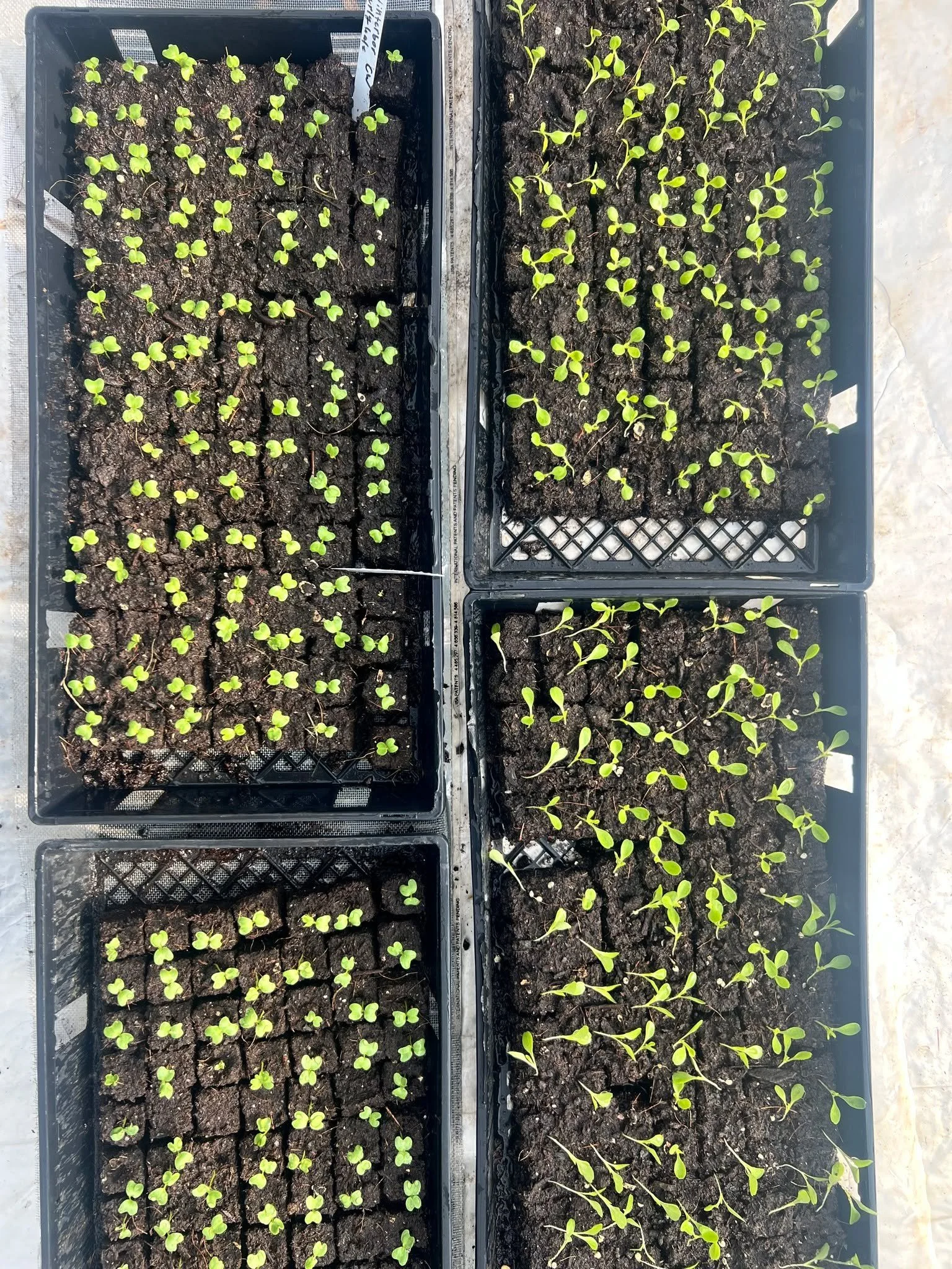 Have you started thinking about your summer seedlings yet?  We sure have been!  Just wanted to pop in to let you know that our seedling pre-orders will be live on our website by this weekend - so start day dreaming about your garden now! 💭