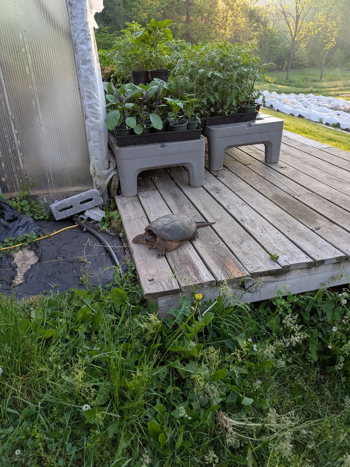 Today has officially been dubbed Turtle Day on the LEAF Farm!! Just today, we&rsquo;ve seen FOUR turtles (including this snapper on our propagation deck) 🤯 

In honor of today, we wish that you always carry your home wherever you go, that you live a
