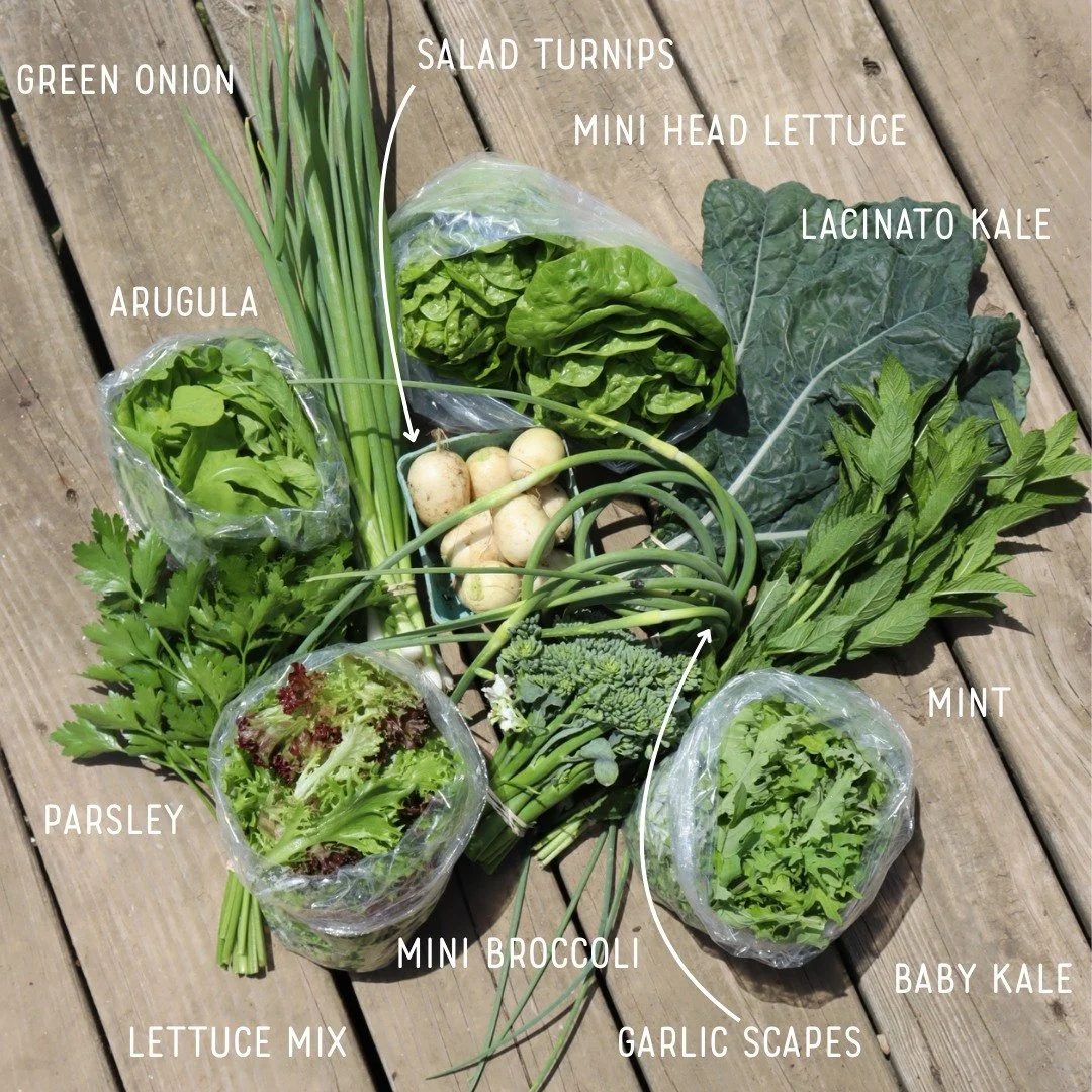 Today is a special day - the start of our Summer Farm Share!  Each week, the farm share box features whatever is in season for us that week.  Pictured is our Regular Share (~10 items) and our Small Share (~7 items)

Can you tell that greens are super