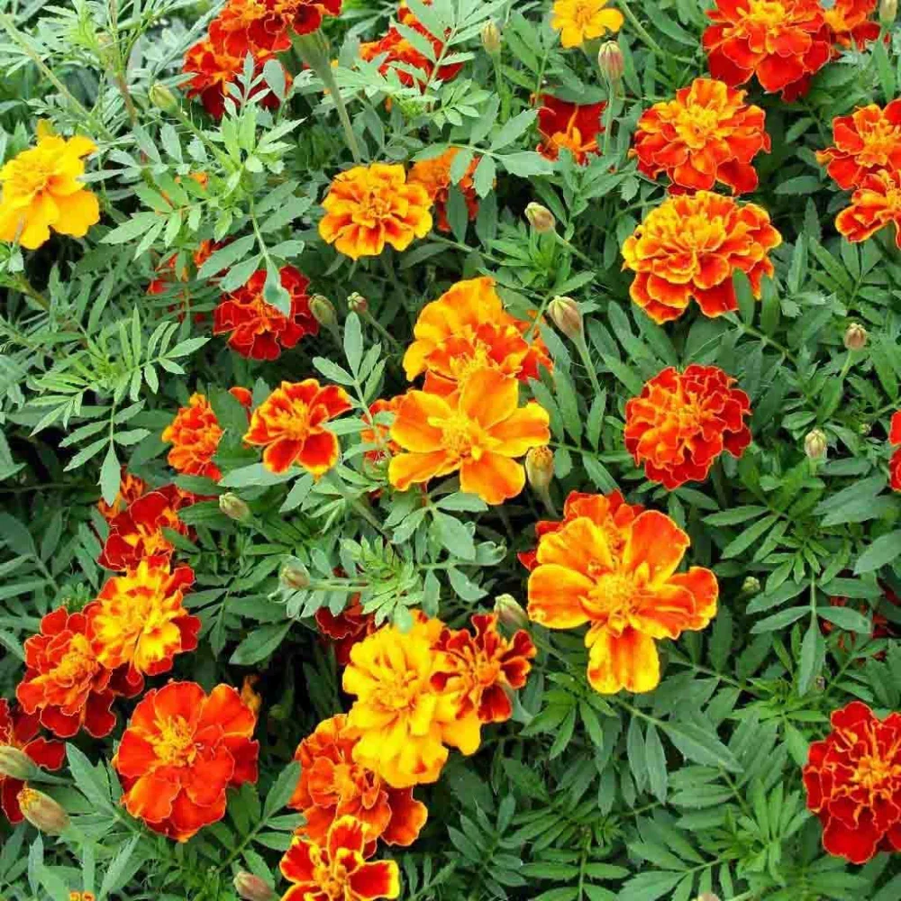 Marigold-French-Double-Dwarf-Flower-Annual-Ferry-Morse.webp