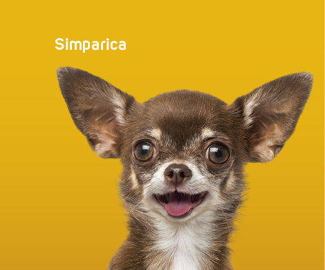 Helping a third-in-class flea and tick product stand out from the pack See case study
