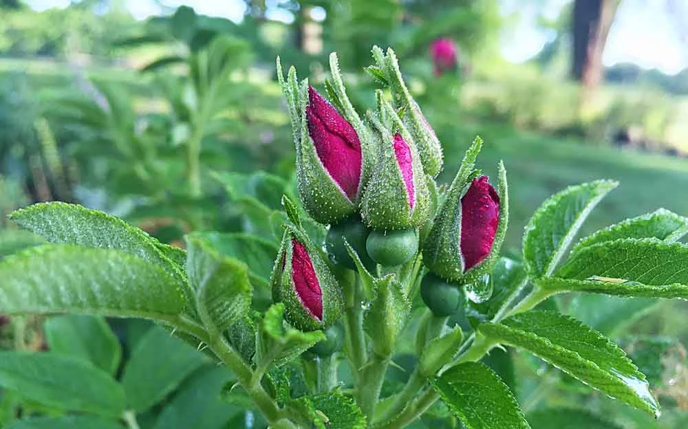 rose_buds.jpg