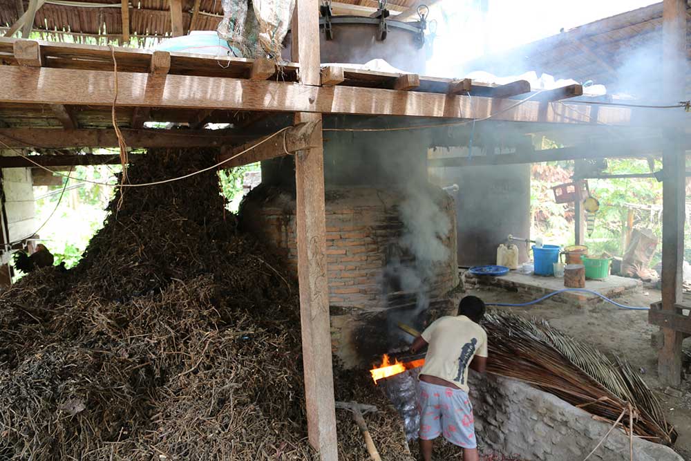 The essential oil of patchouli is obtained by steam distillation of the leaves of Pogostemon cablin . A small, bushy herb from Indonesia and the Philippines, patchouli is widely cultivated in warmer regions of Asia. The best quality oil comes from plant material that is harvested during the wet season. The leaves cannot be distilled directly due to a need to rupture the cell walls. Light fermentation is the technique of choice, although blanching is sometimes used to produce an oil of inferior quality. Fortunately, the relatively low-cost and wide availability of patchouli reduces risk of adulteration, unlike many costly essential oils.