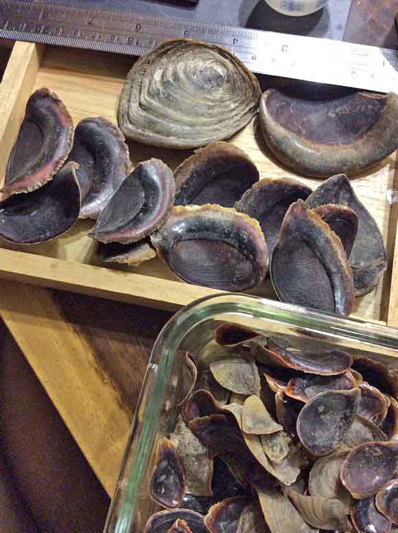 The operculum of sea snails, a possible source of "onchya" and a strange perfume, indeed