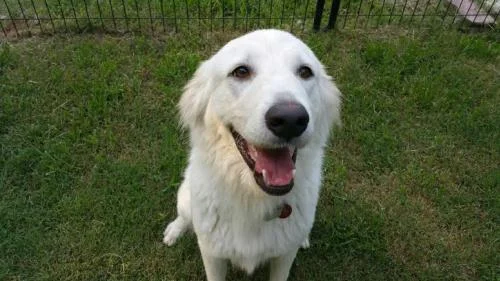 What Is A Pocket Pyr SPIN Rescue Group What Is A Pocket Pyr SPIN Rescue Group