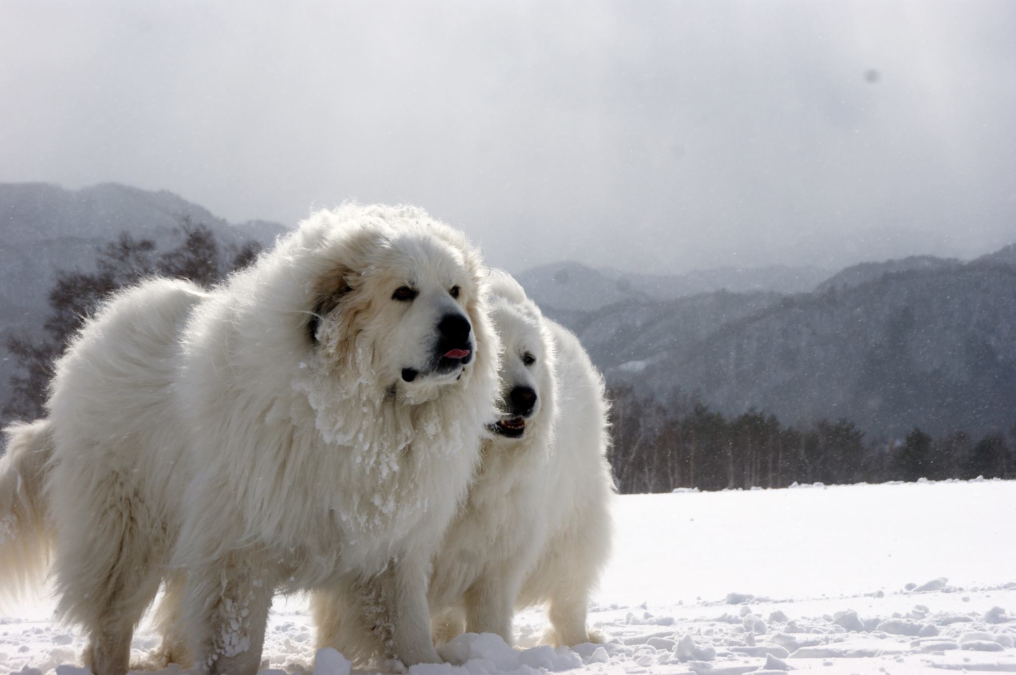 big snow dog breeds