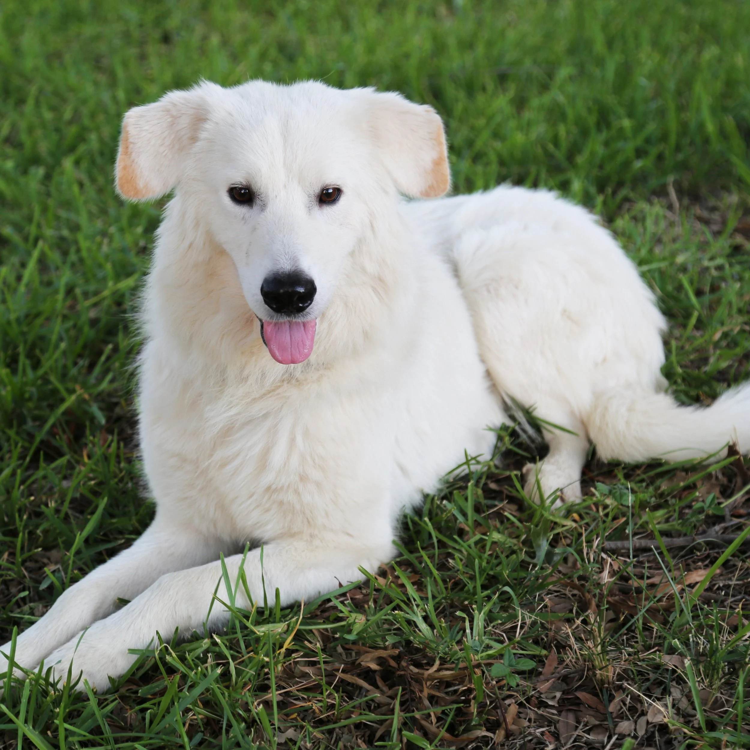 Milo