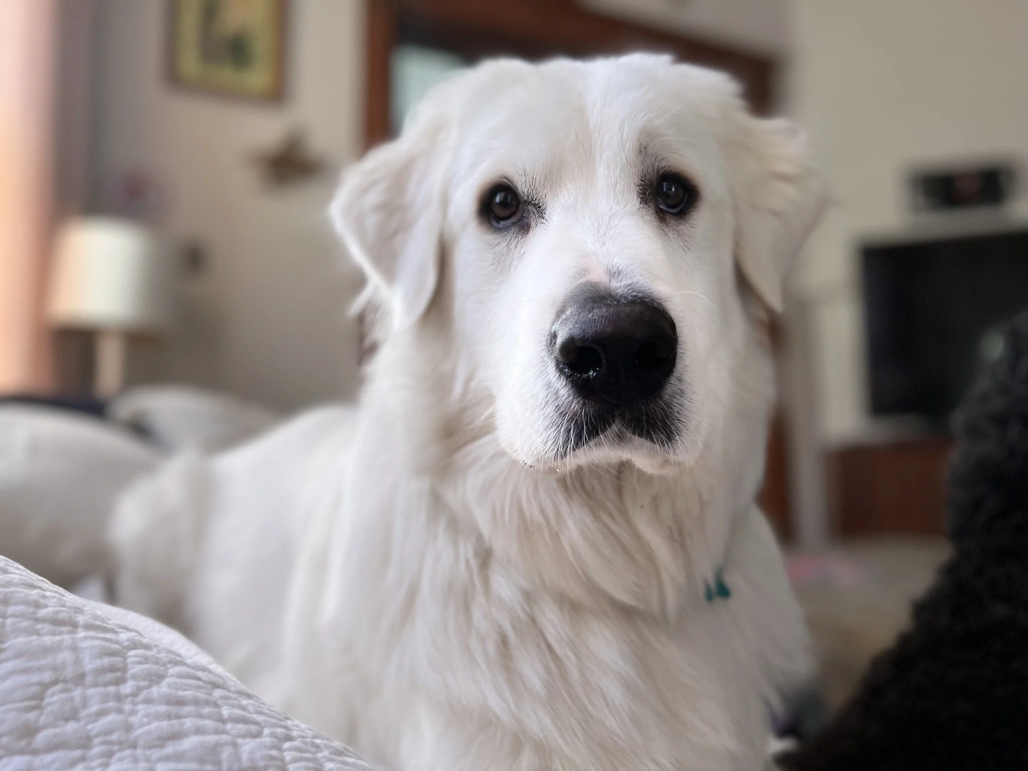 Merlin