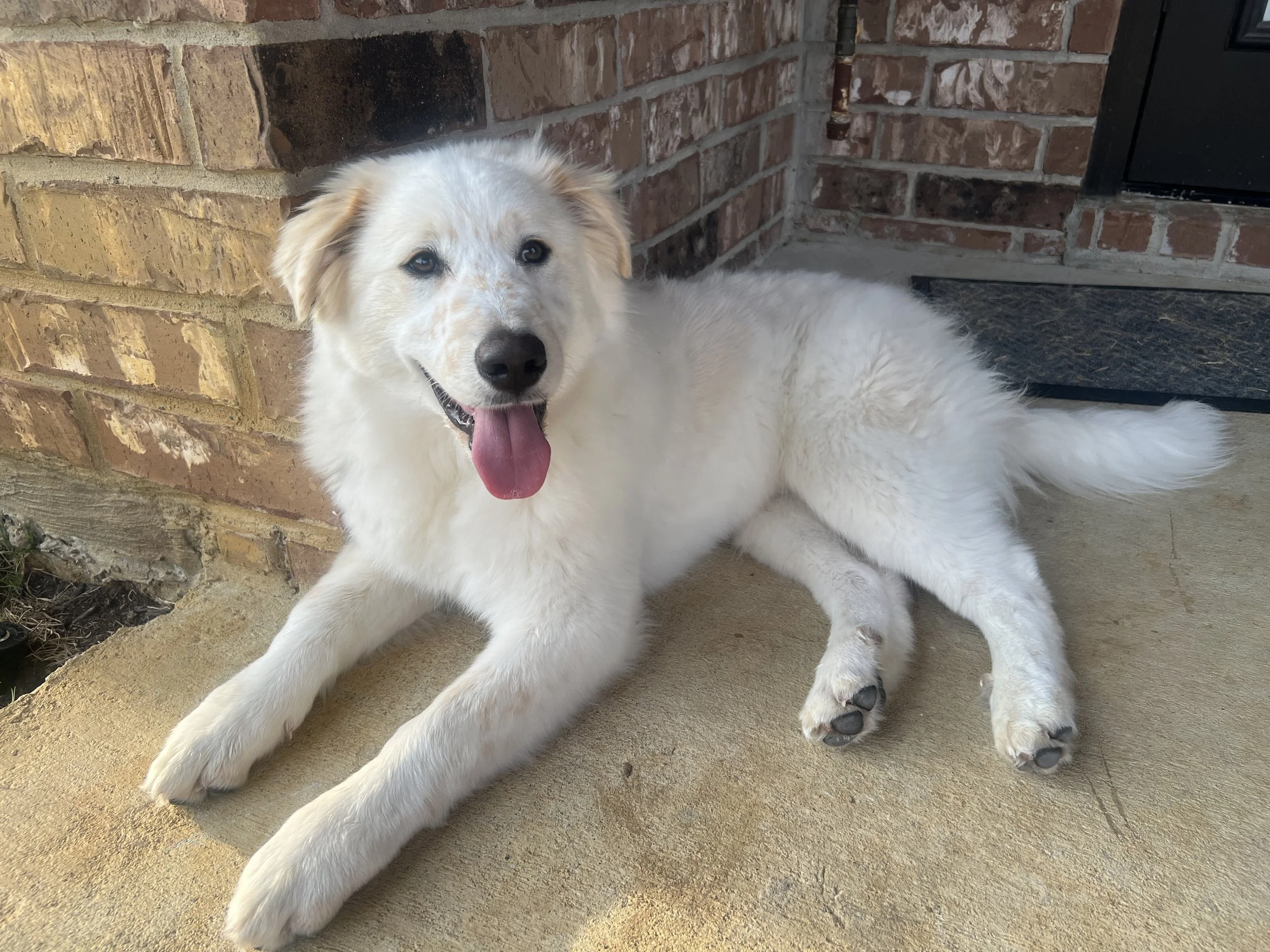 Waylon