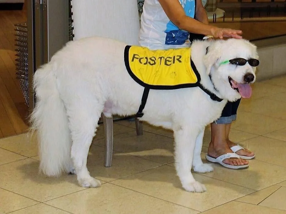 Adoption Event - Roanoke Library