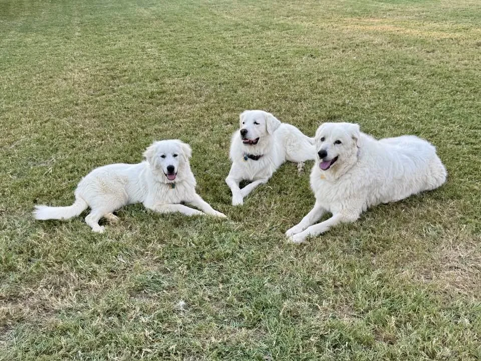 559404847_10238447753435568_4638811858452558975_n-1 copy.jpg