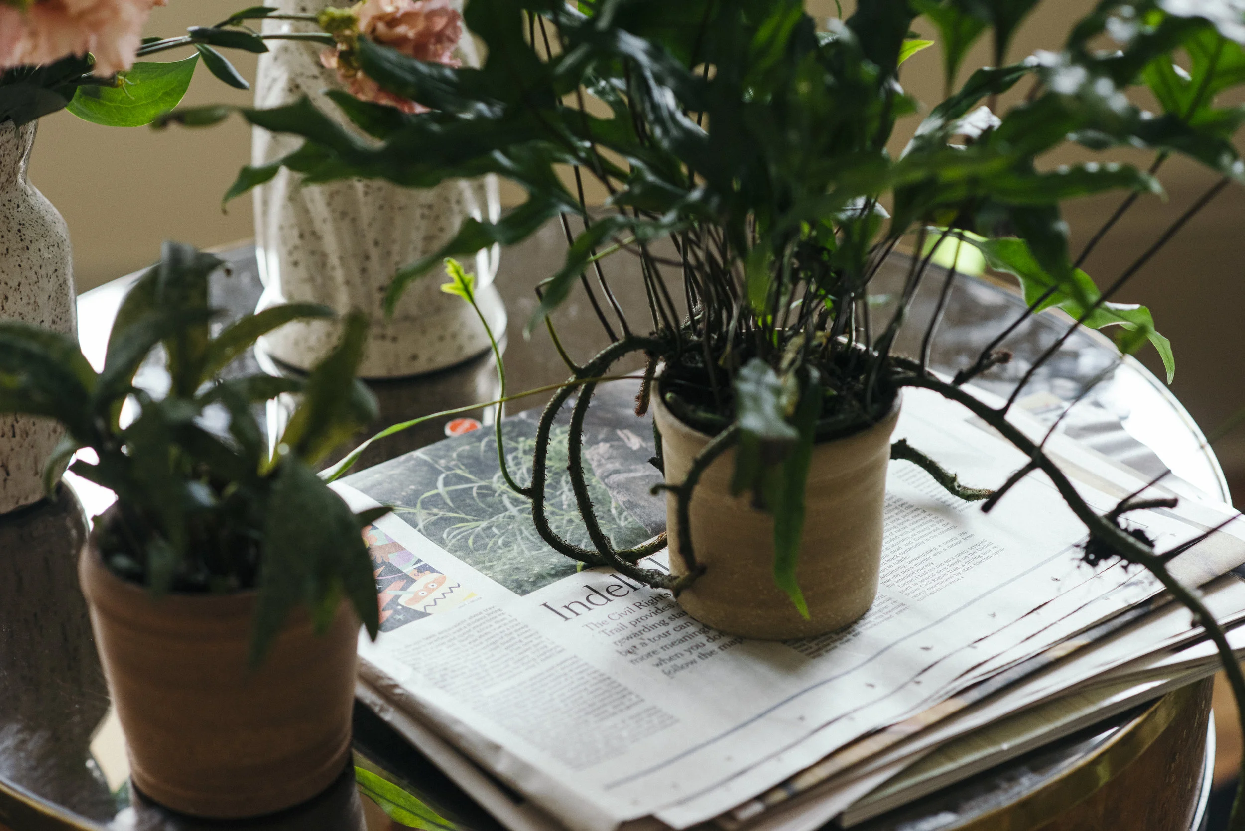 TINY_NEST_INTERIOR_PLANTS_NEW_ORLEANS-2.jpg