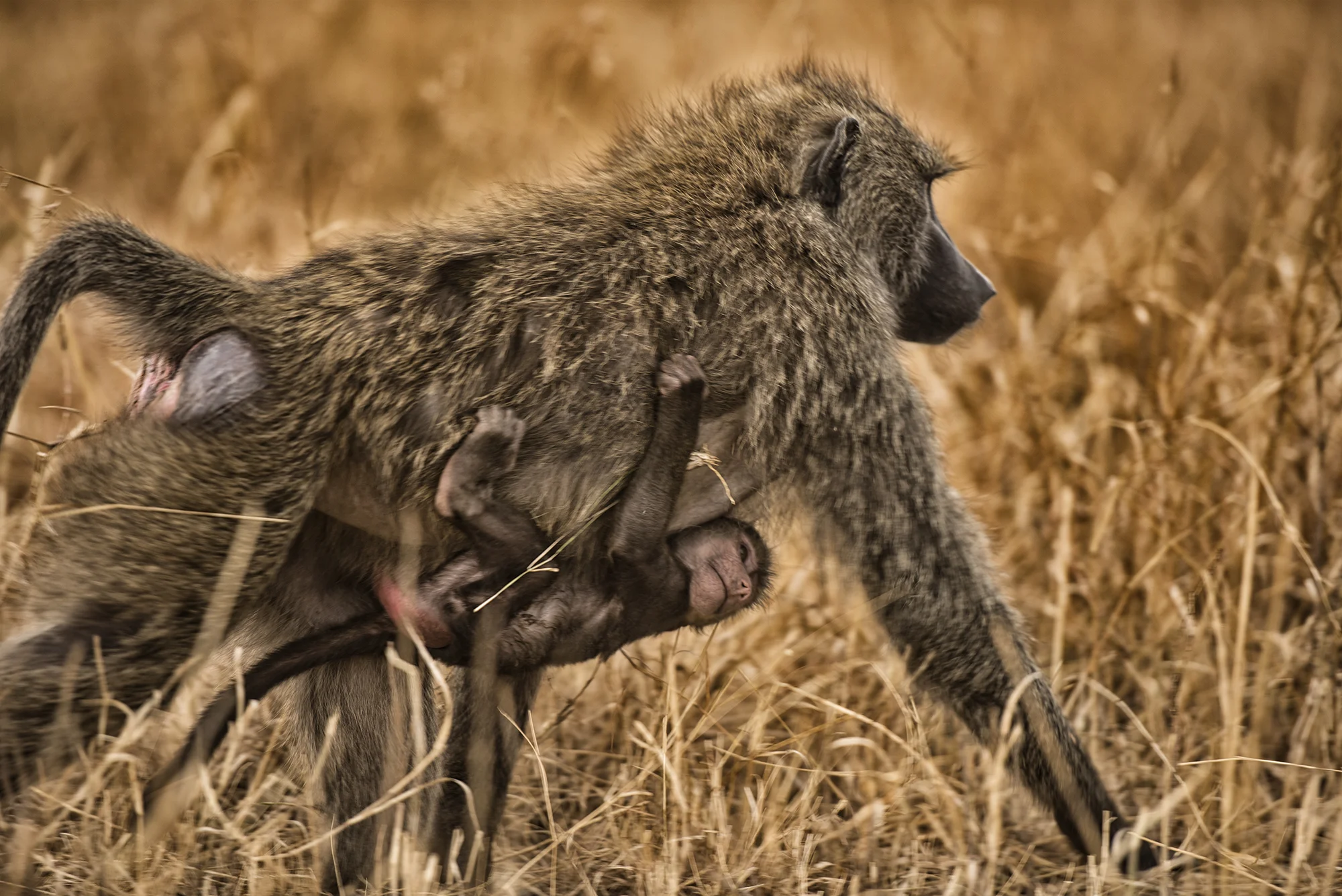 Baboon & Baby.jpg