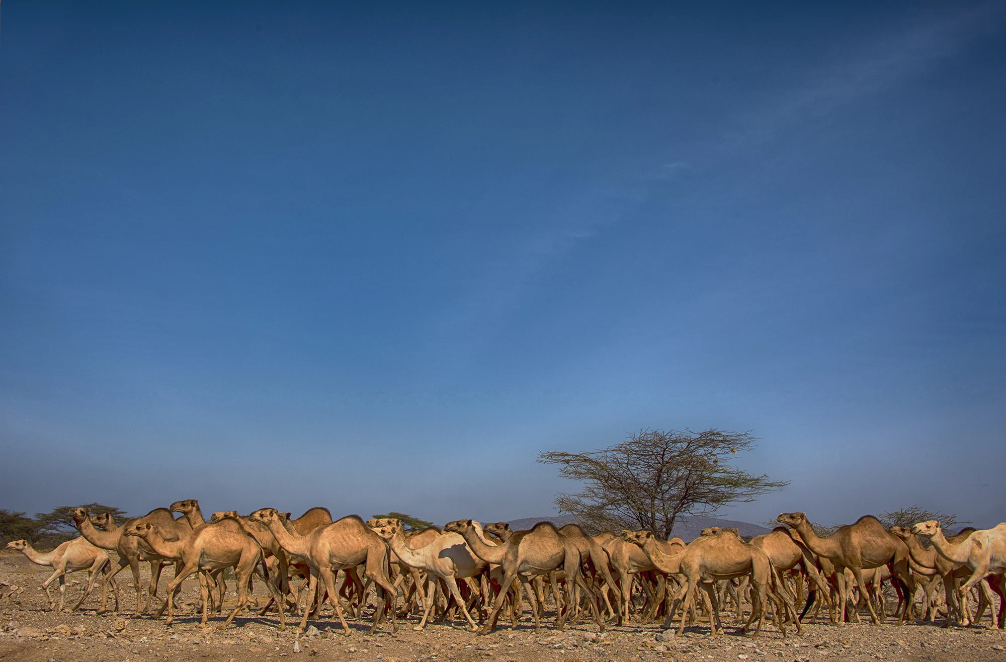 Camels NIK 1ALTa.jpg