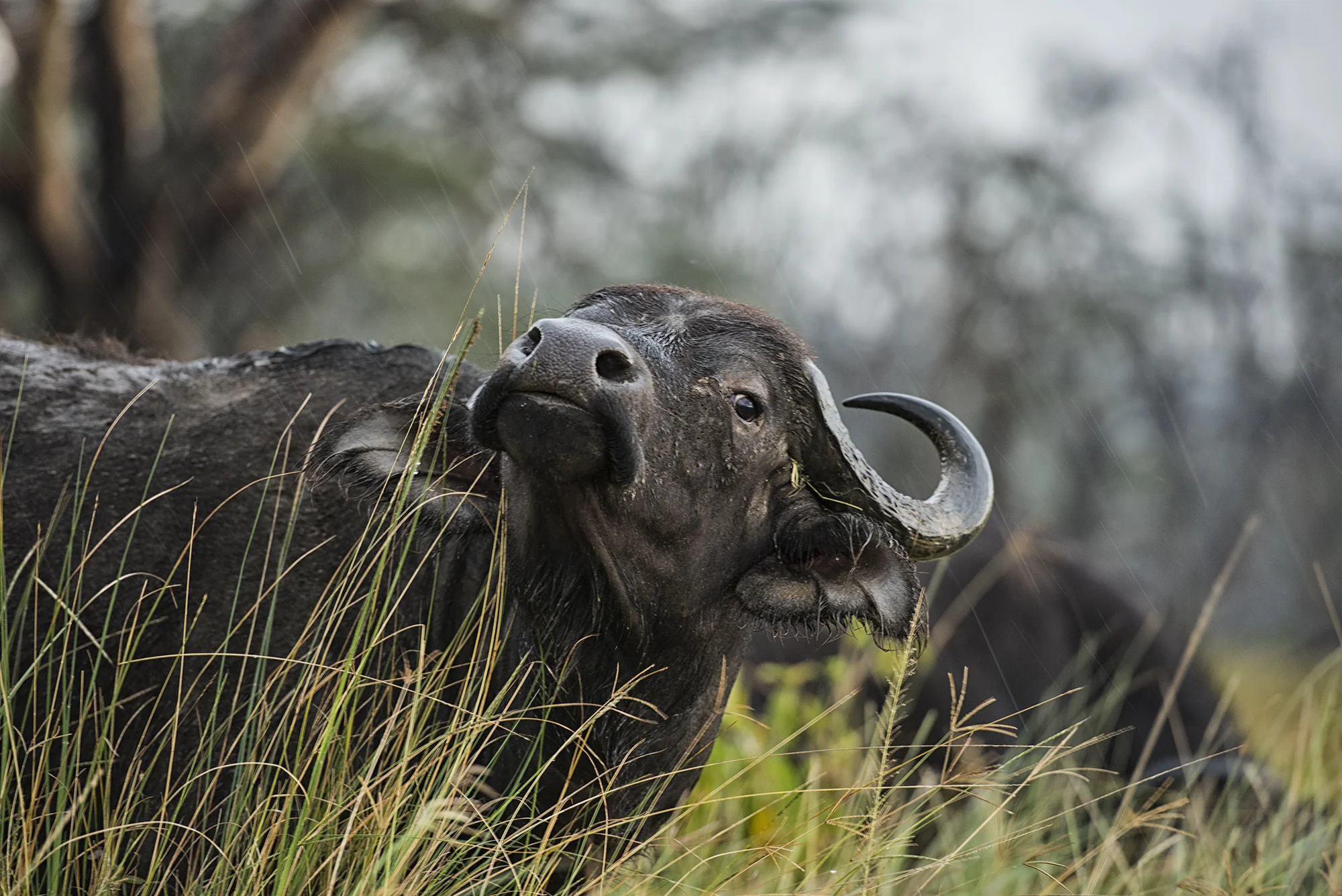 Cape Buffalo.jpg