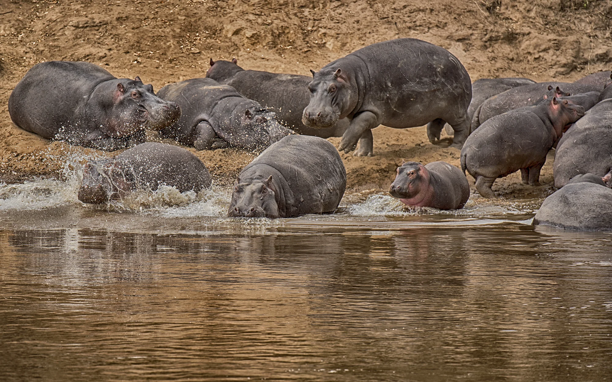 Hippos.jpg