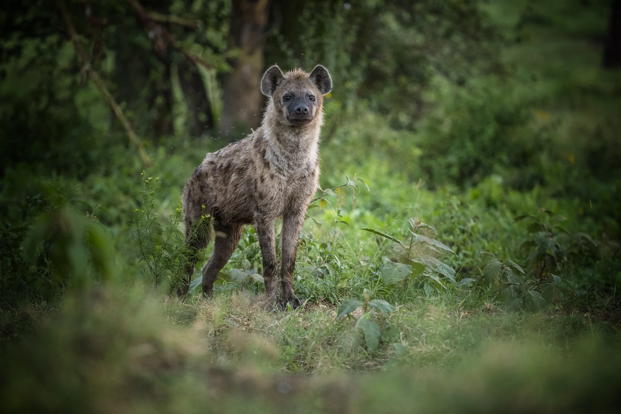 Hyena.jpg