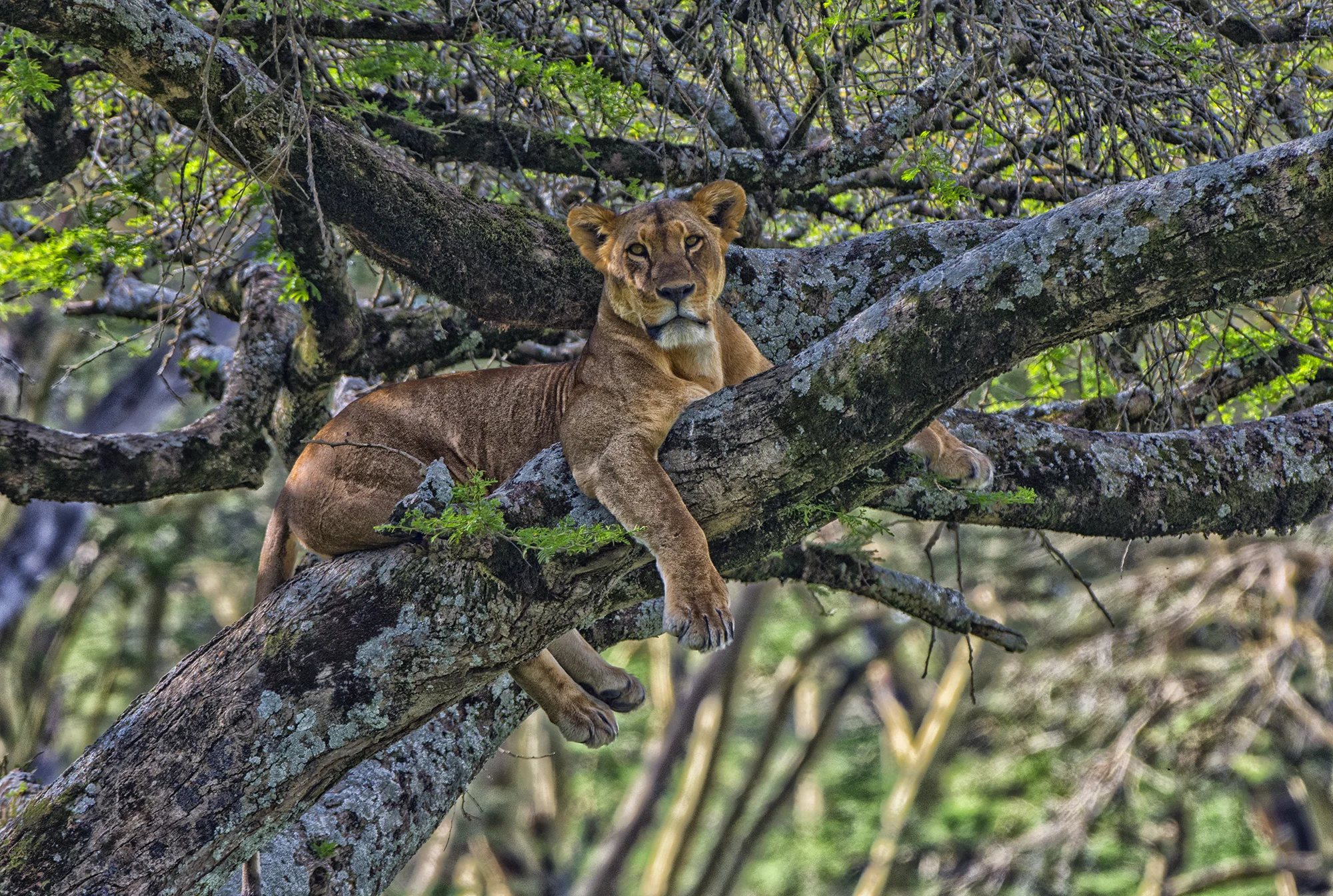Lioness in TreeNIK ALT.jpg