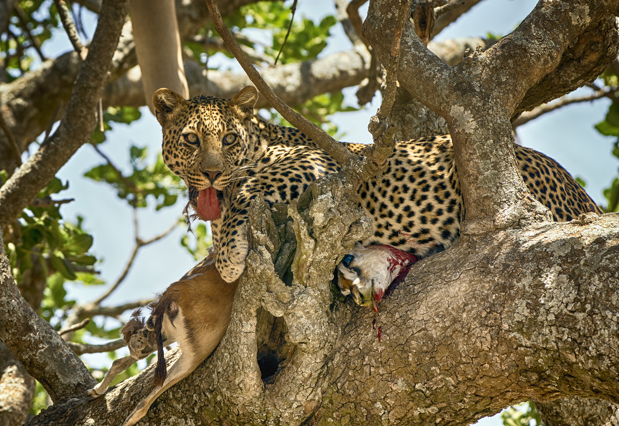 Tree Leopard 1NIK.jpg