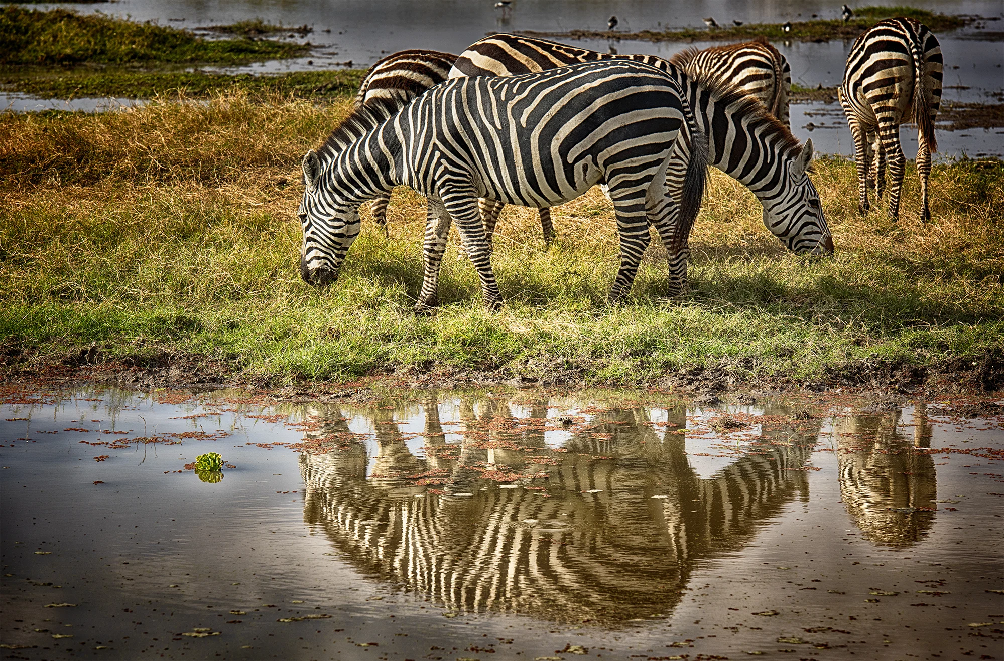 Zebra Reflections.jpg