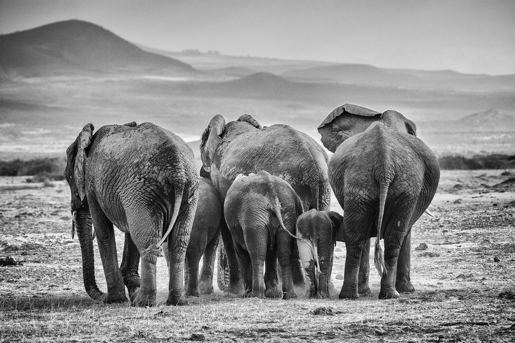 Family of Elephants.jpg