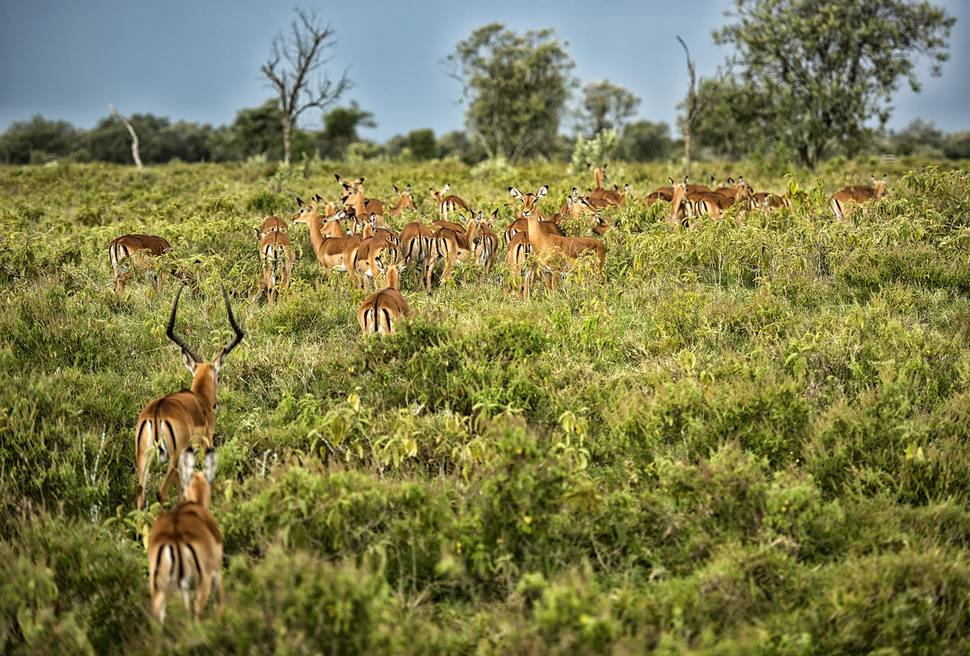 Herd of Imapla.jpg