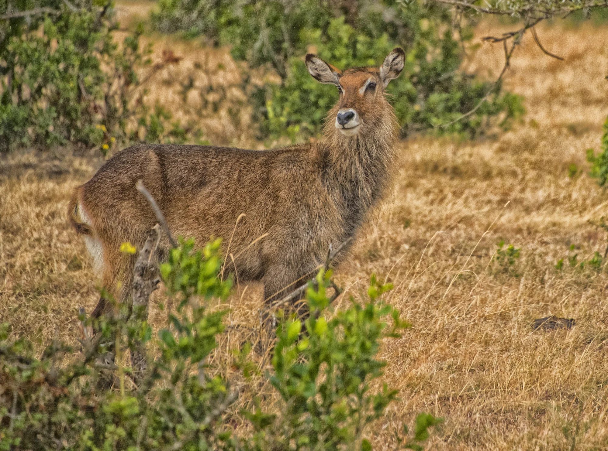 Waterbuck.jpg