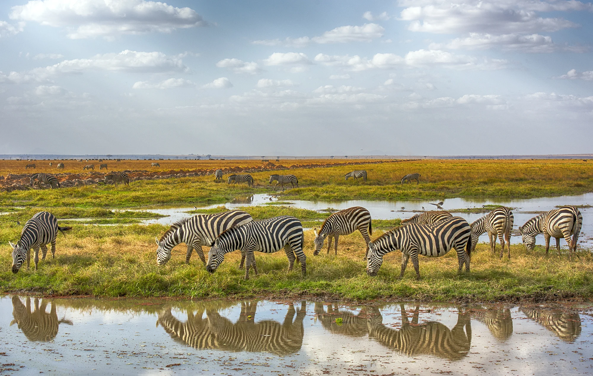 Zebras 2.jpg